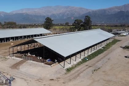 Galpones para las vacas del productor Luis Elías