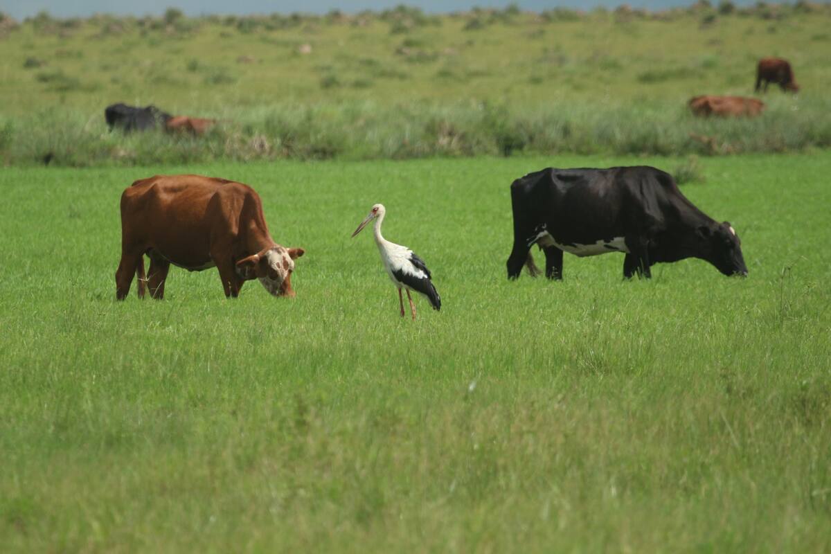 Ganadería en pastizales Foto: Aves Argentinas