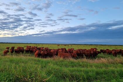 Ganadería pastoril en Formosa