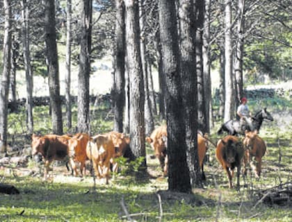 La intención del gobierno santafesino es que el sistema no quede limitado únicamente a la producción bovina; actualmente, la herramienta permite acreditar que un animal nacido, criado y faenado en Santa Fe proviene de un establecimiento libre de deforestación