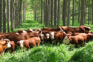 Ganadería y forestación, una alianza con perspectivas de futuro