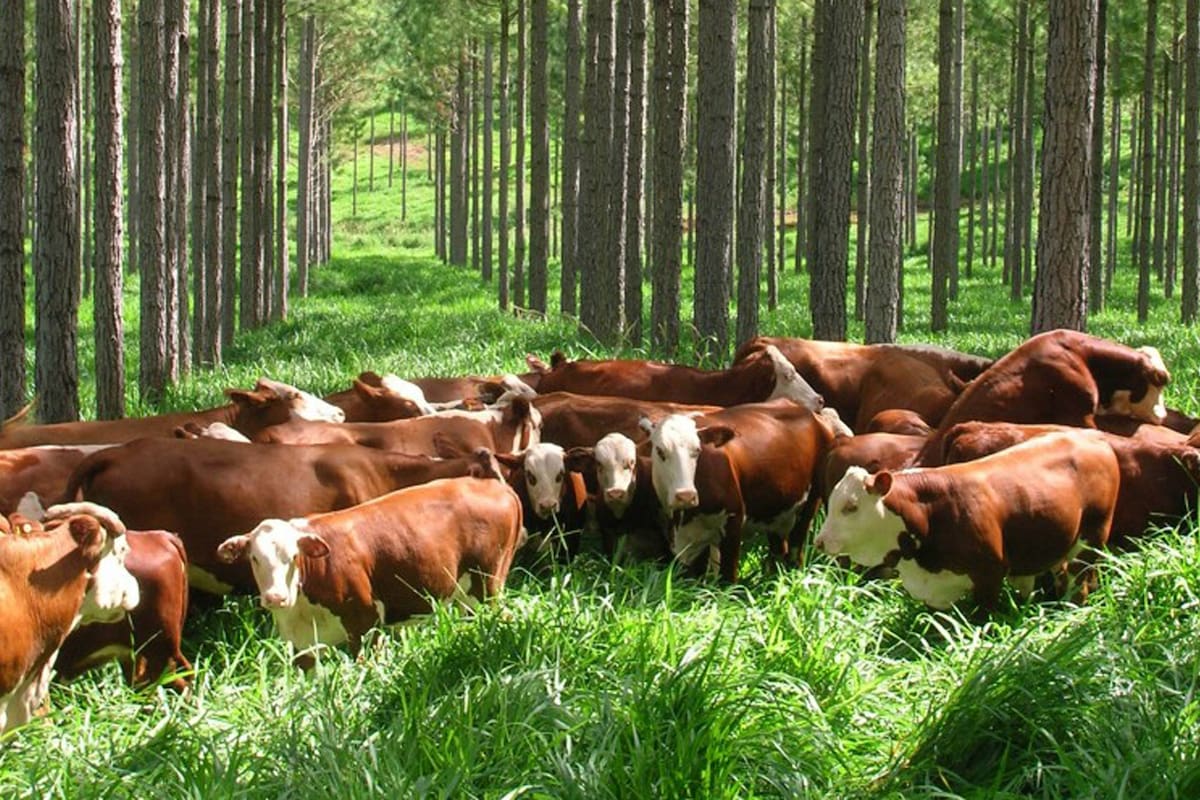 Ganadería y forestación, una alianza para la producción