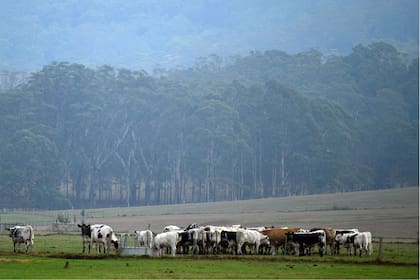 Ganado bajo la lluvia en New South Wales
