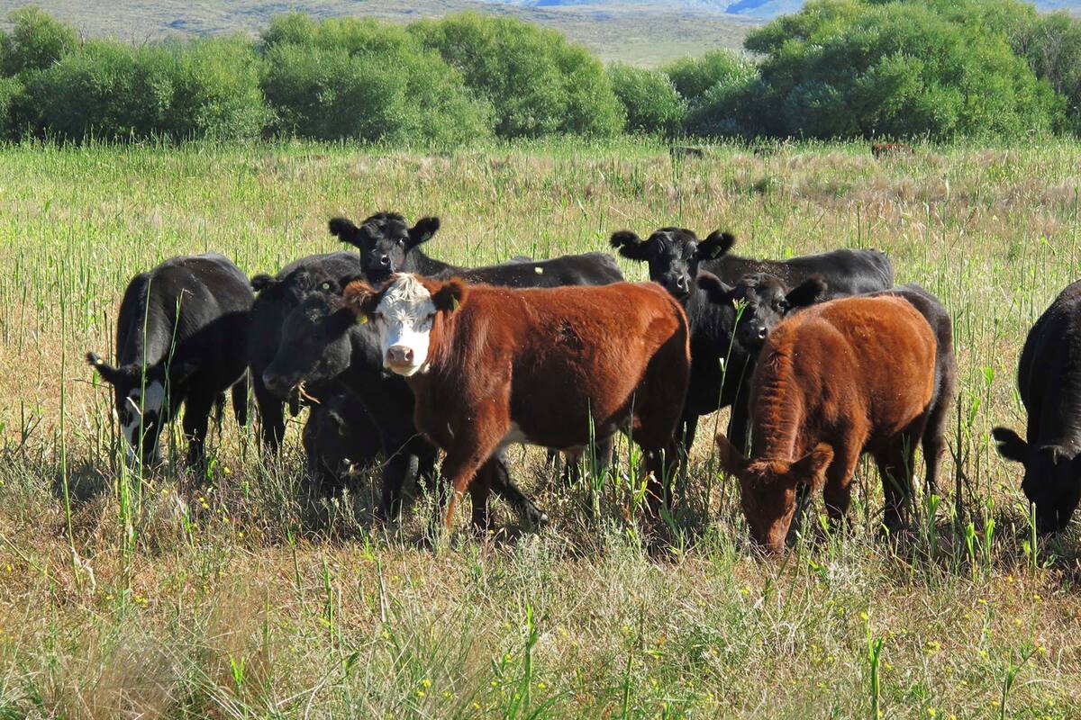 Ganado de cria pastando un campo en la zona de Torquinst.