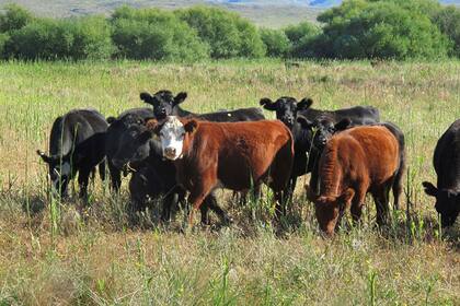 Ganado de cria pastando un campo en la zona de Torquinst.