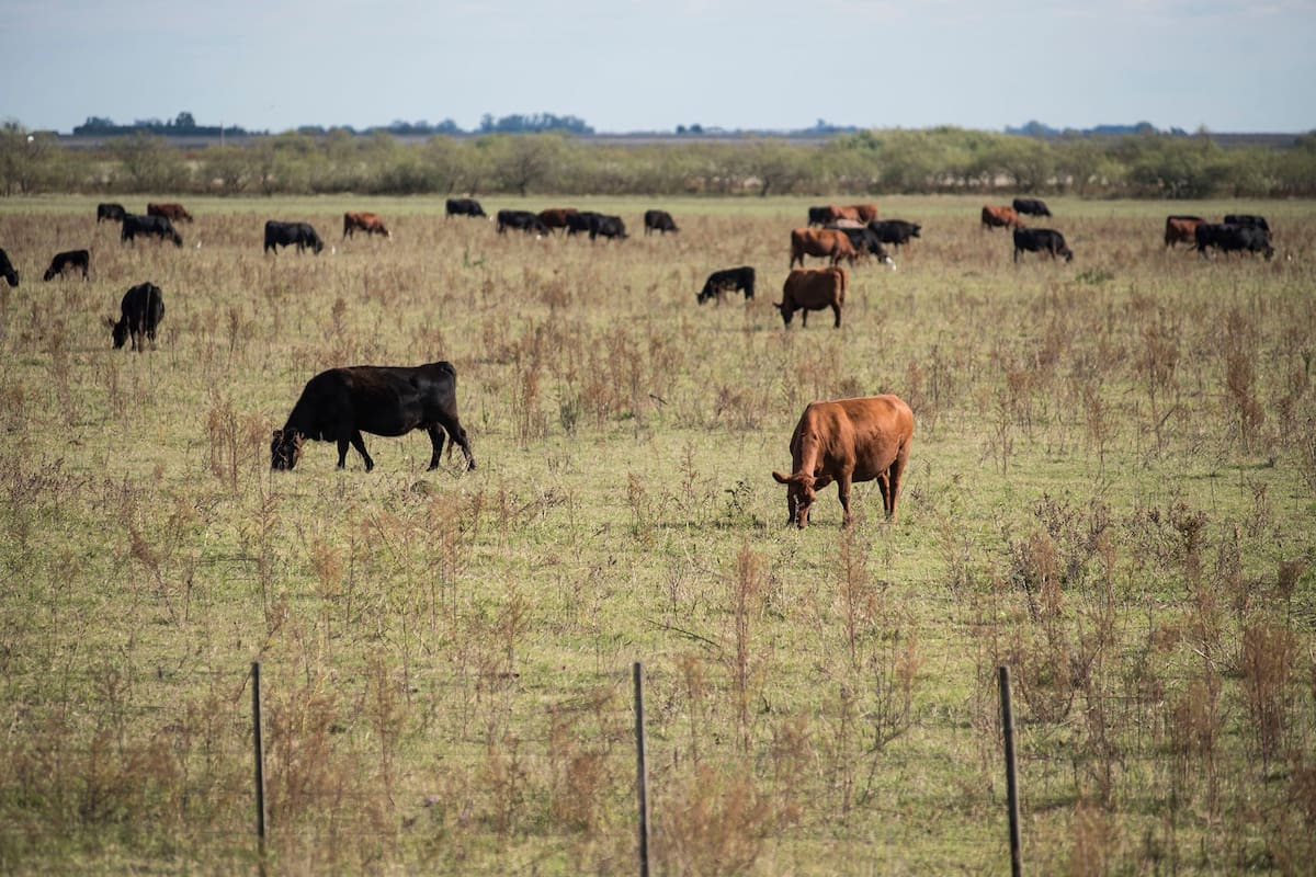 Ganado vacuno en campos de la zona de Monte Buey Cordoba.