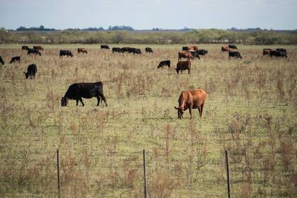 Ganado vacuno en campos de la zona de Monte Buey Cordoba.