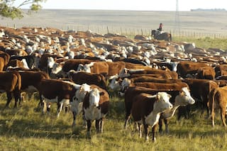 La Argentina bajó su stock de ganado en más de 100.000 animales: no habrá cambios en la exportación