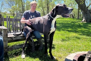 Ganó el Guinness Récord al perro más alto del mundo, pero un trágico desenlace anuló la emoción: “Estamos devastados”. Foto: @GWR