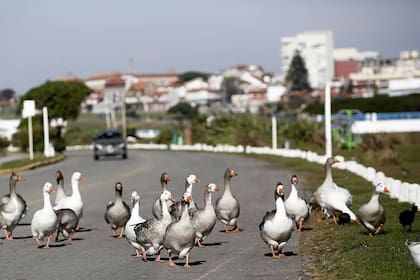 Gansos en Punta Mogotes en Mar del Plata
