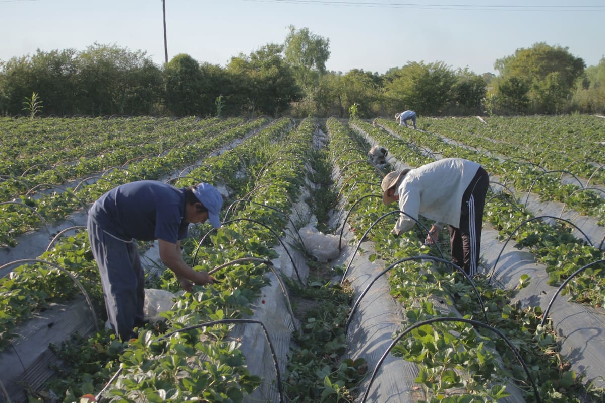 Garantizar la provisión de alimentos saludables es uno de los objetivos de certificación de buenas prácticas agroecológicas