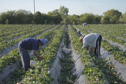 Garantizar la provisión de alimentos saludables es uno de los objetivos de certificación de buenas prácticas agroecológicas
