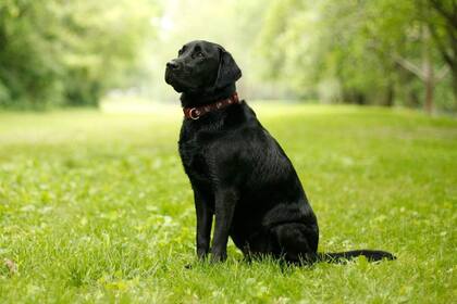 Garantizar una hidratación adecuada no solo incide en la salud física de los animales sino también en su bienestar mental