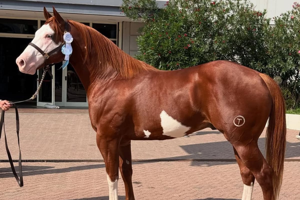 Gardel es un Paint Horse, una raza derivada del Cuarto de Milla