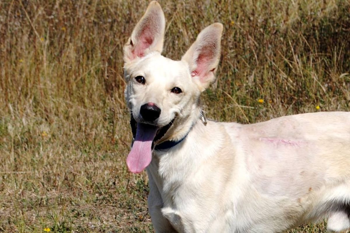 Garibaldi estuvo al borde de la muerte, pero logró recuperarse y busca cerrar su círculo con una adopción