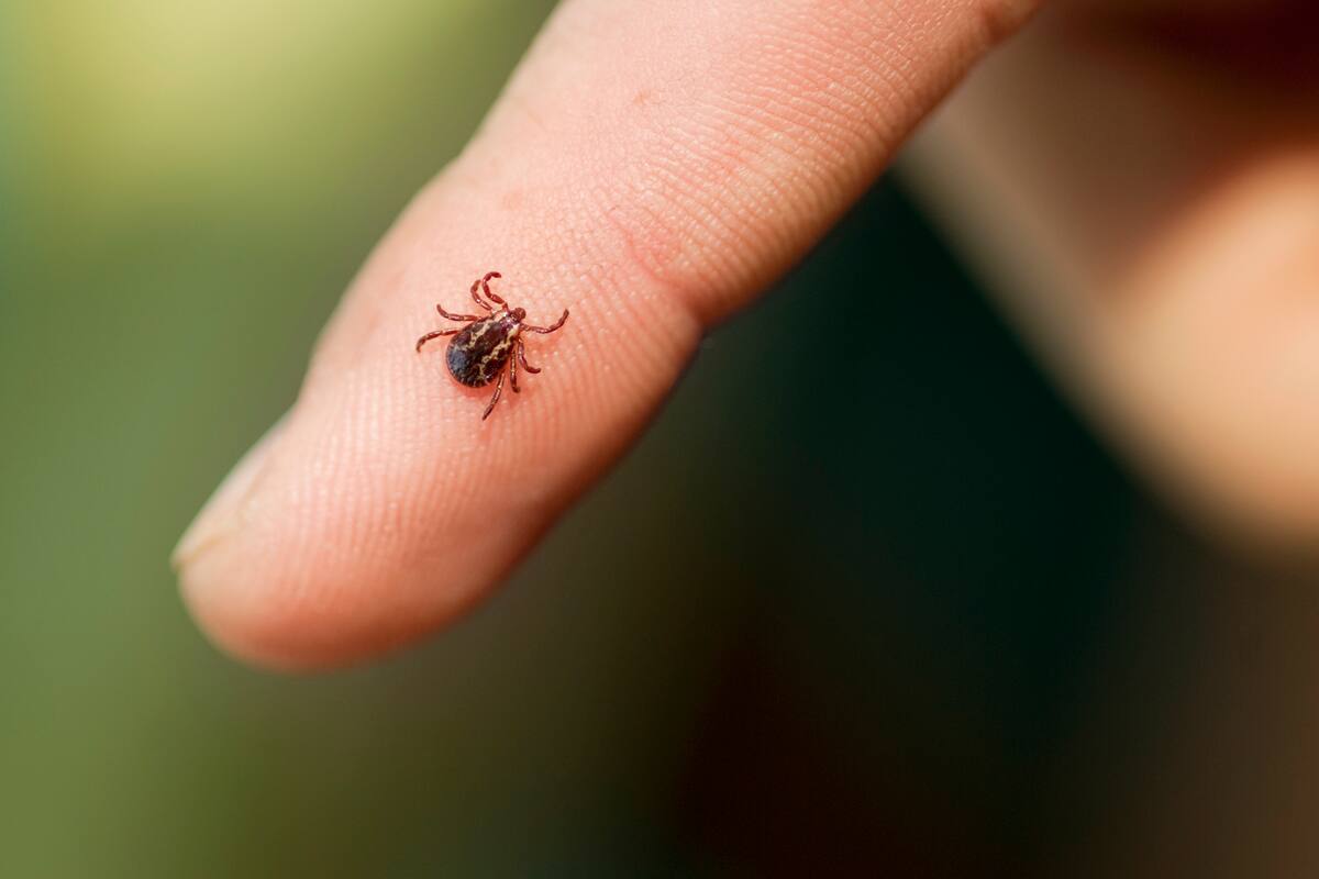 Garrapatas, la invasión menos pensada
