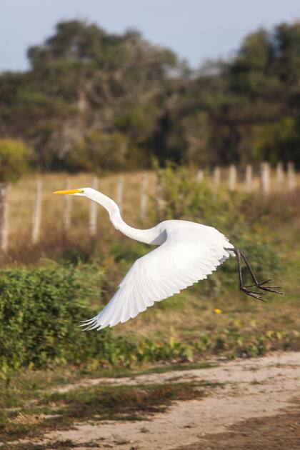 Garza blanca por los caminos de Ceibas.