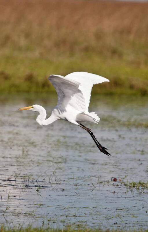 Garza en vuelo en el Estero Carambola, Corrientes.