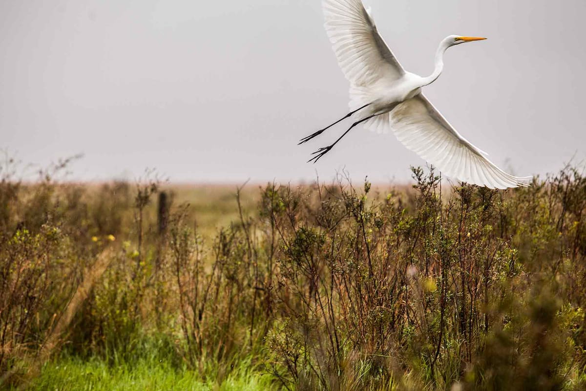 Garza en vuelo en Estancia El Socorro, Esteros del Iberá, Corrientes.