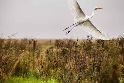Garza en vuelo en Estancia El Socorro, Esteros del Iberá, Corrientes.
