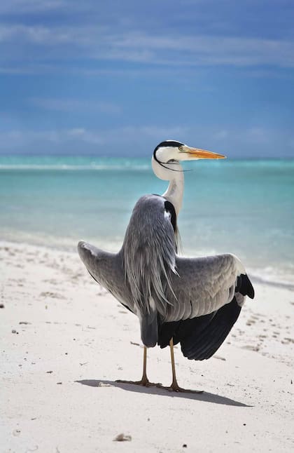 Garza real secando sus plumas al sol, sobre la playa del atolón Baa.