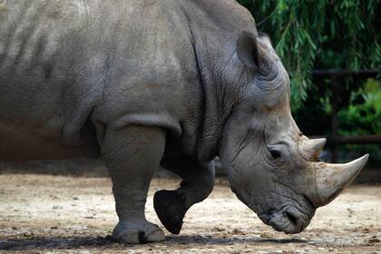 Gaspar, el rinoceronte que murió anoche en el Ecoparque