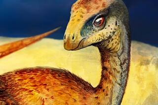 Descifraron la identidad y la evolución de un pequeño dinosaurio patagónico de ojos grandes