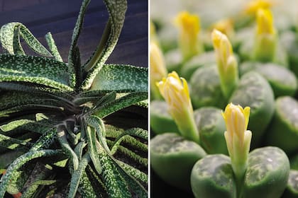 Gasteria (izquierda) y Lithops (derecha), géneros que resisten cualquier olvido de riego.