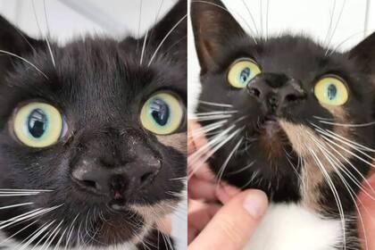 Gatita de dos narices: luego de ser publicada en Facebook le encontraron un hogar (Foto: Facebook: Cats Protection)