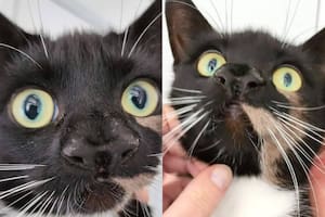 Gatita de dos narices: luego de ser publicada en Facebook le encontraron un hogar (Foto: Facebook: Cats Protection)