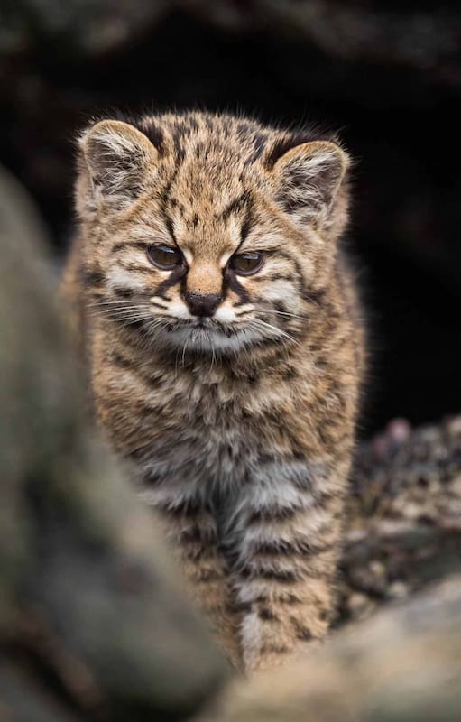 Gato Huiña