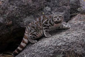 Gato Andino