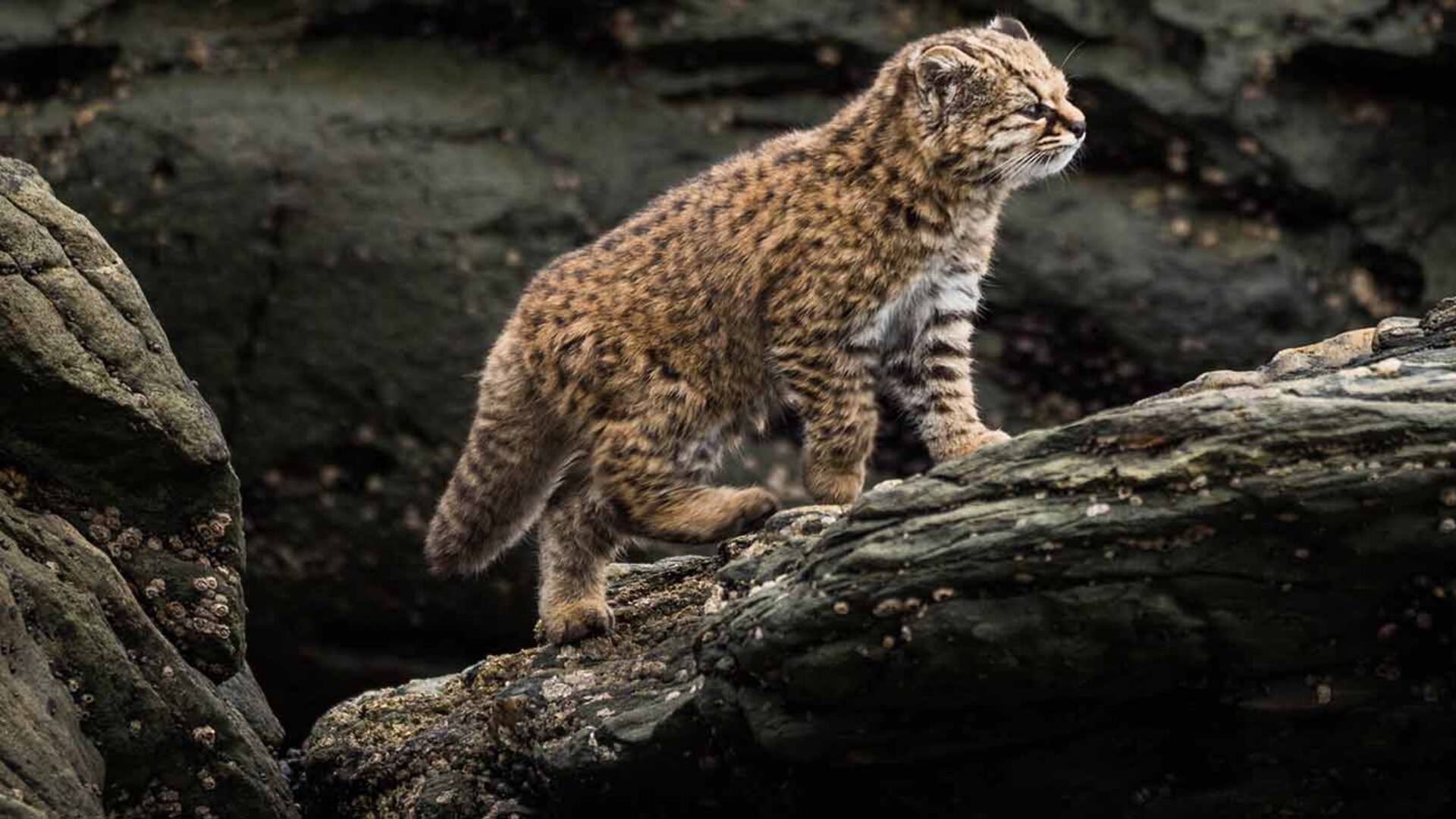 Gato Huiña