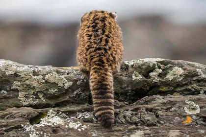 El Gato Huiña tiene pelaje largo y grueso y cola ancha. En nuestro país, habita en diferentes zonas de la Patagonia.