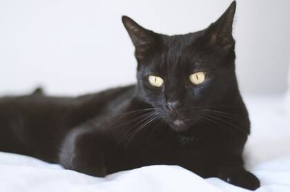 Gato Bombay