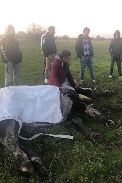 Gato apareció a pocas cuadras del Acceso Oeste, en General Rodríguez; lo habían golpeado y quebrado