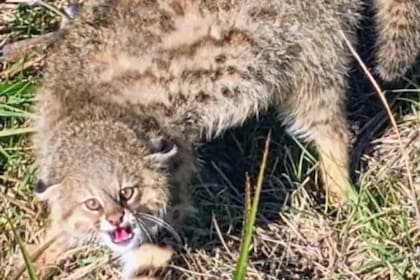 Gato de pajonal en Uruguay