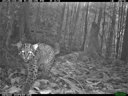 Gato jaspeado (Pardofelis marmorata) capturado por una cámara trampa terrestre