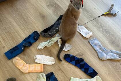 Gato llamado Leonardo da Pinchy no quiere tu cariño, quiere robar tu ropa interior