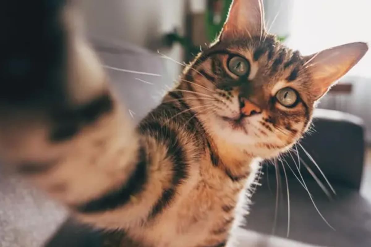 Gatos; felinos; BBC: BBC Mundo; Sociedad; Gato bengalí