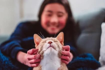Qué rasgos suelen compartir quienes disfrutan del contacto con gatos