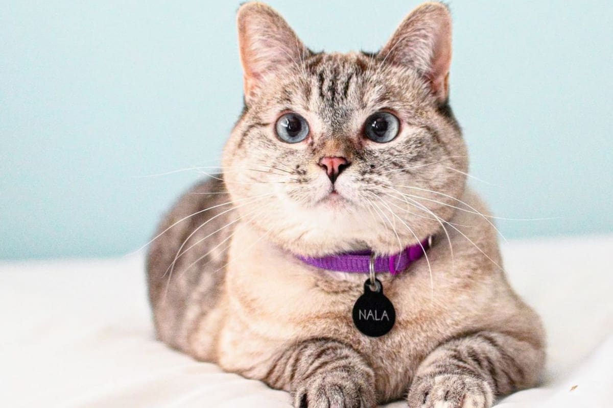 gatos más ricos del mundo (Foto/Instagram: @nala_cat)