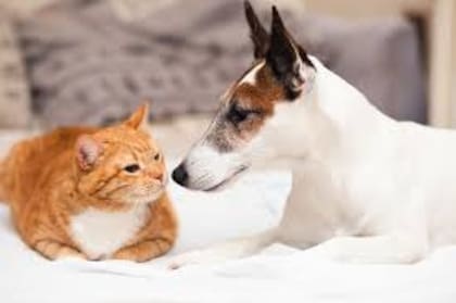 Gatos y perros pueden ver con claridad en condiciones de penumbra
