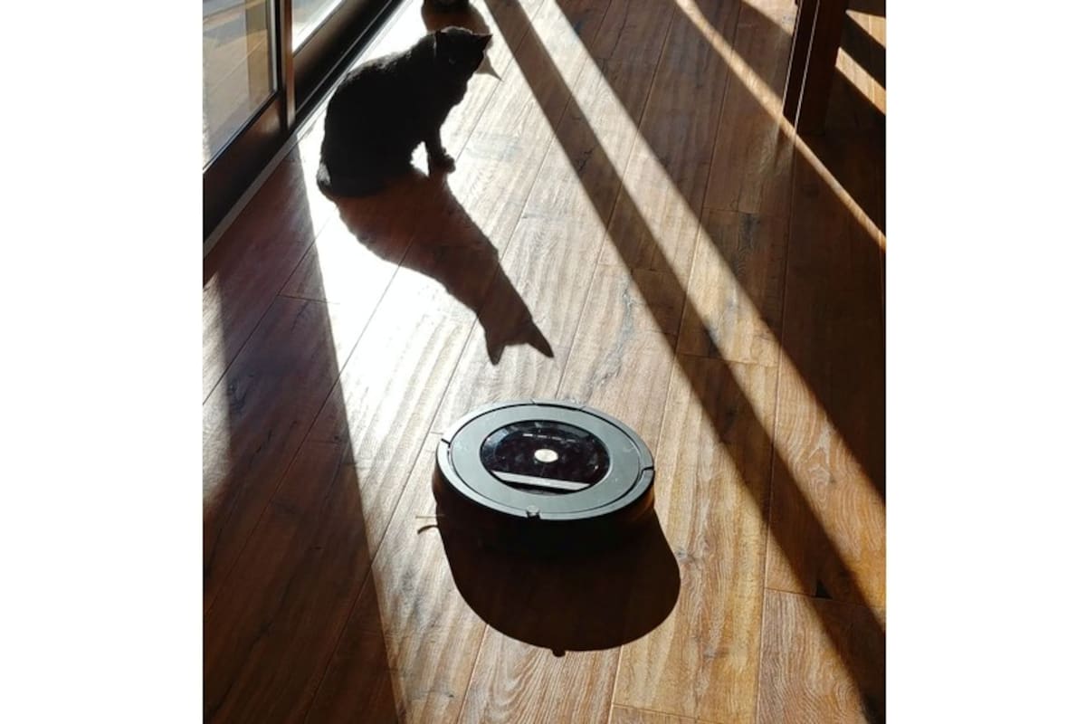 Gatos y Roomba, una asociación frecuente en YouTube, pero no en la vida real