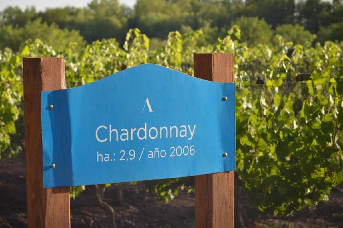 Gaucho es una marca de Algodón Group, que tiene varios negocios.