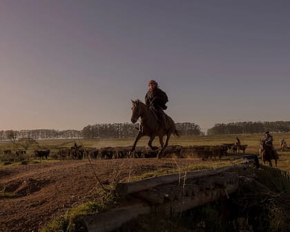 Gauchos a caballo arreando a los animales hacia los verdes pastos de la estancia El Álamo.