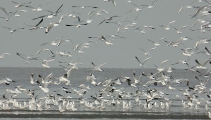 La gripe aviar afecta mayormente a las aves y se transmite de continente a continente a través de la migración natural de este tipo de animales
