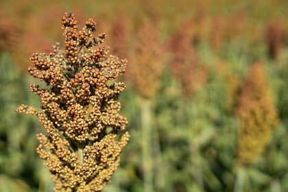 Gear detalló el destino de estas compras: cerca del 80% del sorgo que importa China se destina a uso forrajero —como alimento para el ganado—, mientras que el 20% restante se emplea en la elaboración de baijiu