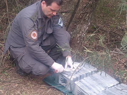 Gendarmería encontró 32 kilos de cocaína ocultos a 60 metros del lugar donde cayó una avioneta narco