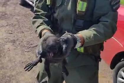 Gendarmería rescató un mono Carayá en un control vial en Chaco
